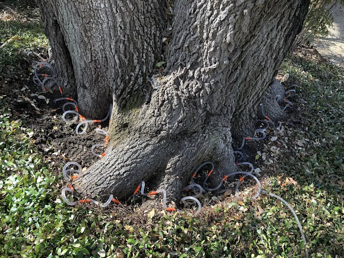 Detailed Tree Cabling and Bracing job site in Bay Springs
