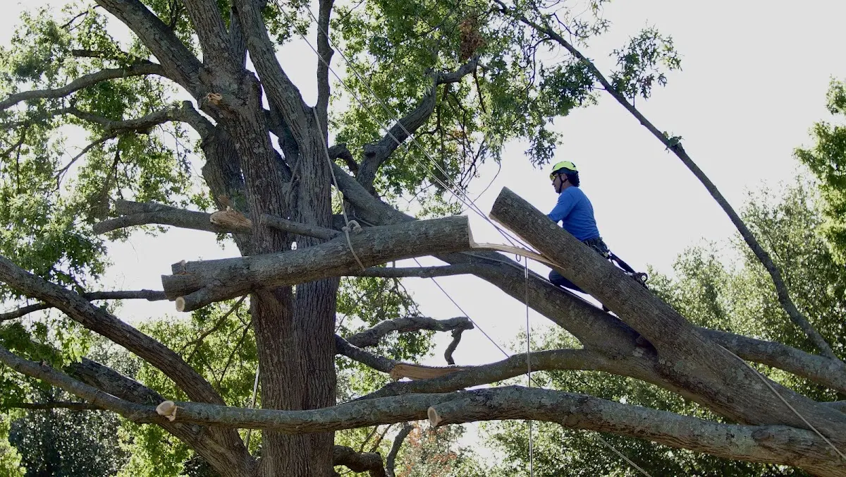 Professional Hazardous Tree Removal performed by certified arborists in Bay Springs