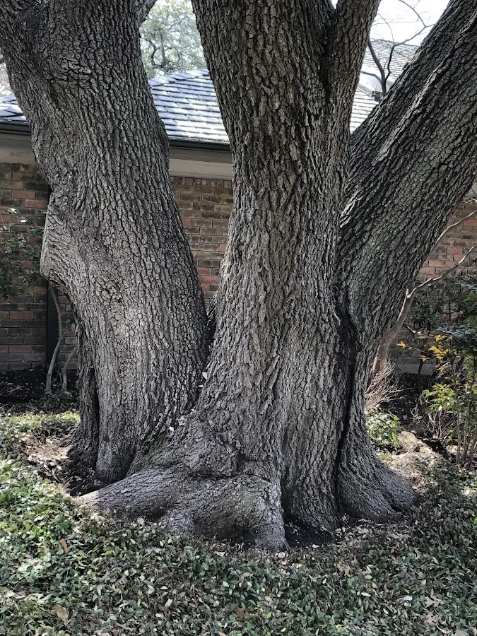 Mature heritage tree close to a Bay Springs property cared for by certified arborists